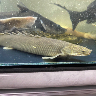 トゥルカナセネガルス