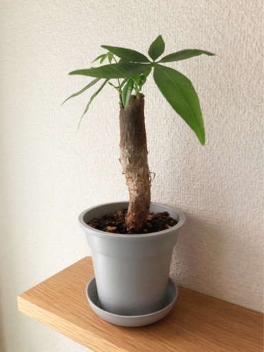 観葉植物　パキラ④　26cm　グレーカラー3.5号の鉢と受け皿付き