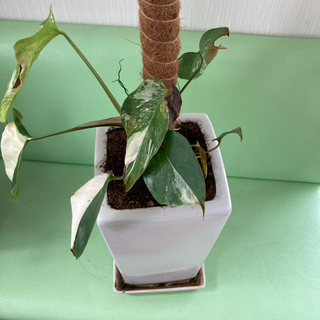 モンステラ　ボルジギアナ　ハーフムーン