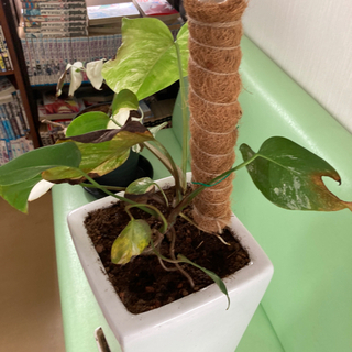 モンステラ　ボルジギアナ　ハーフムーン