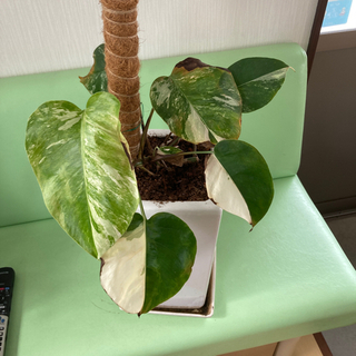 モンステラ　ボルジギアナ　ハーフムーン