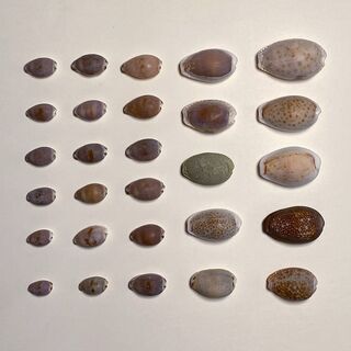 天然貝殻コレクション（タカラガイ）28個