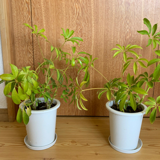 北海道の中古観葉植物が無料 格安で買える ジモティー 北海道の中古観葉植物が無料 格安で買える ジモティー