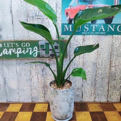 【観葉植物】 ストレリチア オーガスタ 受皿付
