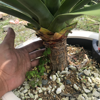 ドラセナ　ドラコ