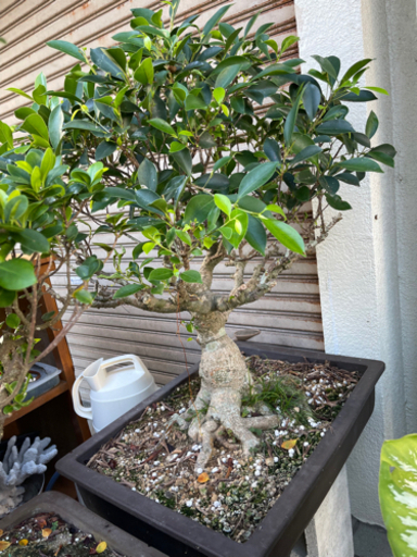 最終値下げ】盆栽2点 台無し