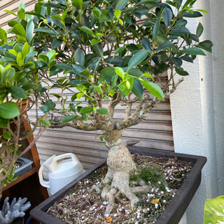 大特価‼️ 最終値下げ‼️ 最高級 盆栽鉢‼️ 先代 東福寺‼️引き取り限定‼️ 大特価‼️ 最終値下げ‼️ 最高級 盆栽鉢‼️ 先代 東福寺‼️引き取り