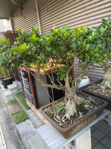 【最終値下げ】盆栽2点　台無し