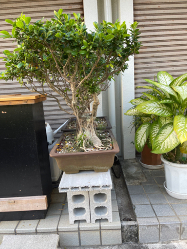 最終値下げ】盆栽2点 台無し