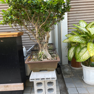 大特価‼️ 最終値下げ‼️ 高級 盆栽鉢‼️ 大特価‼️ 最終値下げ‼️ 高級 盆栽鉢‼️ 大特価‼️ 最終値下げ