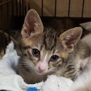 優しくて素敵な里親さん募集🐈