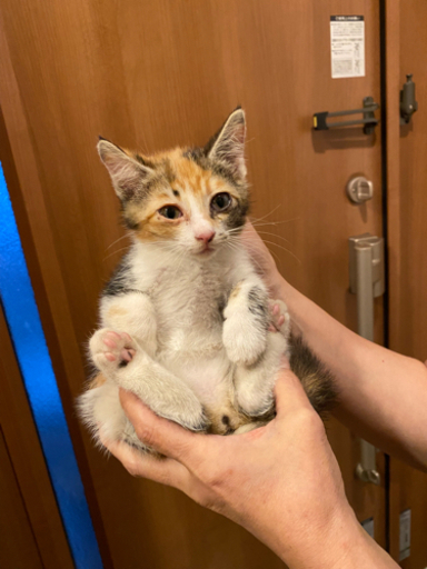 子猫三毛猫メス1 2ヶ月 ひな 名寄の猫の里親募集 ジモティー