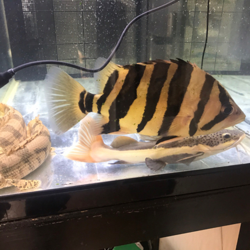 ダトニオプラスワン