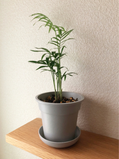 観葉植物　テーブルヤシ⑥　30cm　グレーカラーの3.5号の鉢と受け皿付き