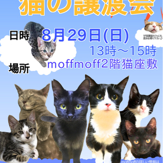 猫の譲渡会