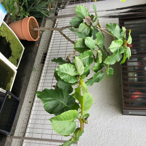 フィカス ウンベラータ 観葉植物
