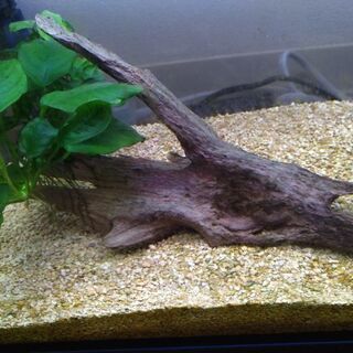 受付終了（六三郎様）】水槽一式とグッピー