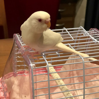 セキセイインコ　アルビノ　里親様決定しました！