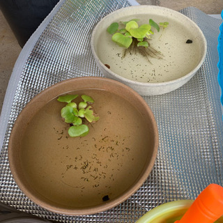 メダカの鉢とホテイ草