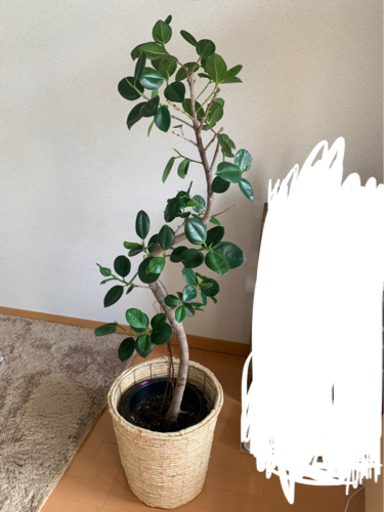 観葉植物 ジャンボリーフ ゴムの木