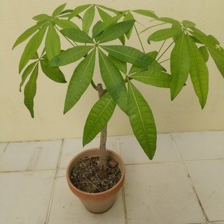 沖縄県の中古観葉植物が無料 格安で買える ジモティー