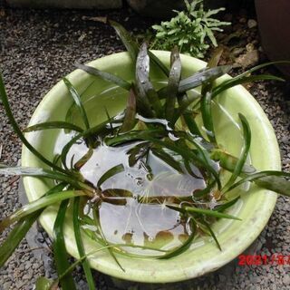 水生植物　オモダカ草