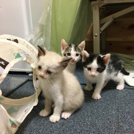 再投稿1ヶ月兄妹 可愛い子猫 白キジちゃんのみ くーちゃん 二色浜の猫の里親募集 ジモティー 再投稿1ヶ月兄妹 可愛い子猫 白キジちゃんのみ くーちゃん 二色浜の猫の里親募集 ジモティー
