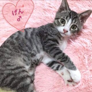 5匹兄弟の3匹目🐱4匹目🐱5匹目🐱家族になって下さる方募集✨