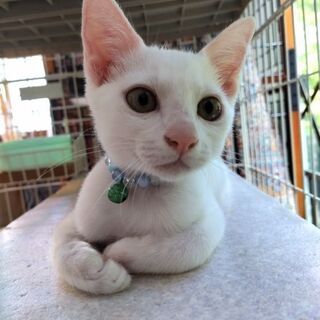 おっとりの白子猫3ヶ月「大福」　🍑譲渡会をしています🍑