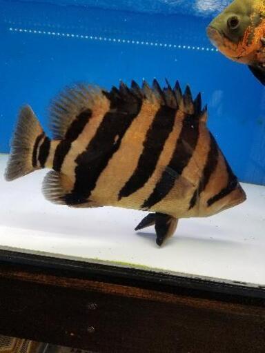 ダトニオプラスワン 35～37cm