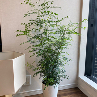 【ネット決済】シマトネリコ  観葉植物
