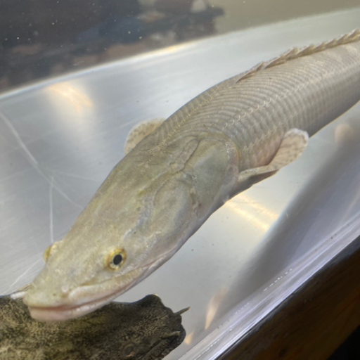 取引中）ポリプテルス ビキールビキール（ワイルド） - 沖縄県のその他 