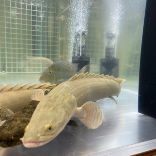 （取引中）ポリプテルス ビキールビキール（ワイルド）