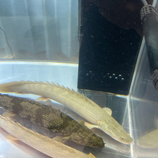 取引中）ポリプテルス ビキールビキール（ワイルド） - 沖縄県のその他 