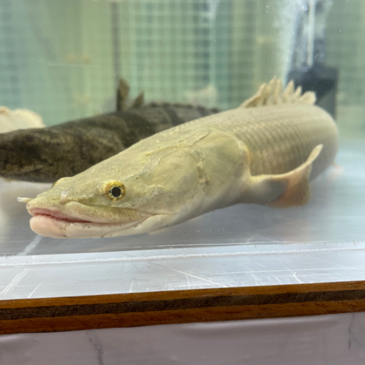 取引中）ポリプテルス ビキールビキール（ワイルド） - 沖縄県のその他 