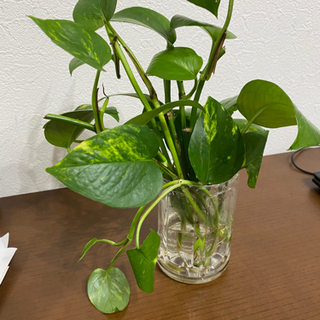 【ネット決済】観葉植物　ポトス