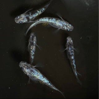 白斑サファイア 1ペア 成体