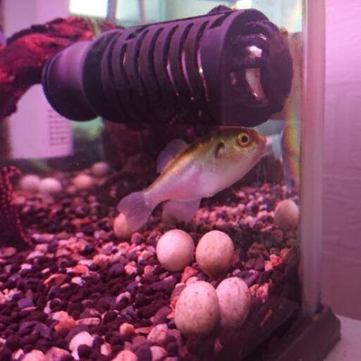 熱帯魚フグの仲間です ２種類各１匹づづです はる 新道東の家電の中古あげます 譲ります ジモティーで不用品の処分
