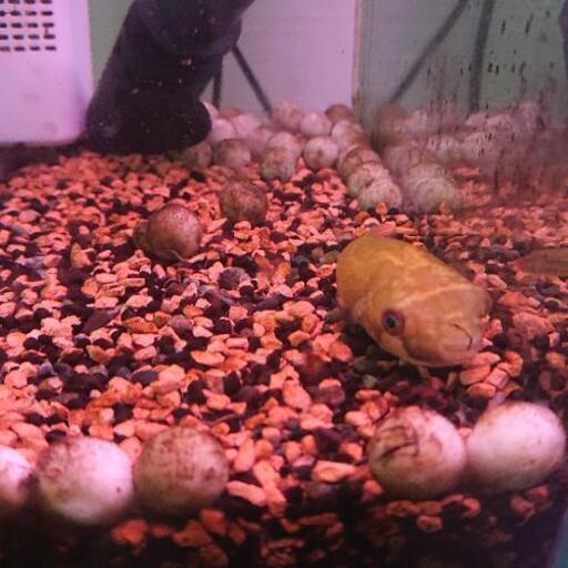 熱帯魚フグの仲間です ２種類各１匹づづです はる 新道東の家電の中古あげます 譲ります ジモティーで不用品の処分