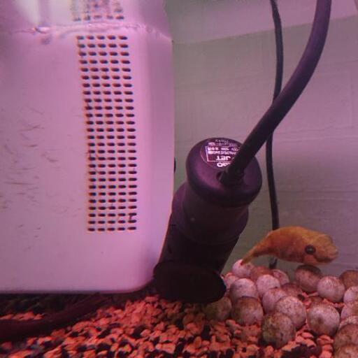 熱帯魚フグの仲間です ２種類各１匹づづです はる 新道東の家電の中古あげます 譲ります ジモティーで不用品の処分