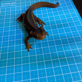 その他 シャノラムイボイモリ