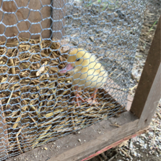 自然派養鶏場で働いてみせんか？