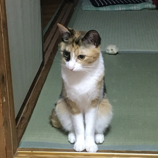 猫を探しています、里親募集ではないです - 里親募集