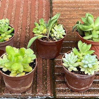 観葉植物、多肉植物、ハーブ等の小鉢をお分けします