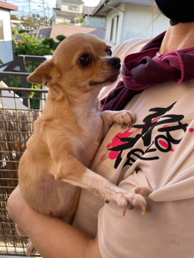 スムースチワワの女の子 やまちゃん 鶴巻温泉の犬の里親募集 ジモティー