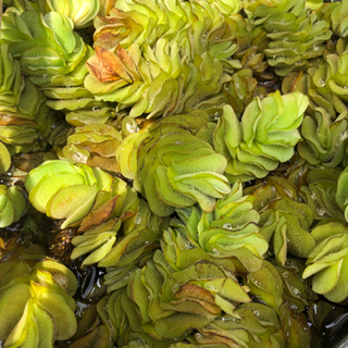 水草　オオサンショウモ　大量にあります