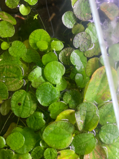 アマゾンフロッグピットメダカシュリンプ水草 たこ焼き Jr総持寺の家具の中古あげます 譲ります ジモティーで不用品の処分