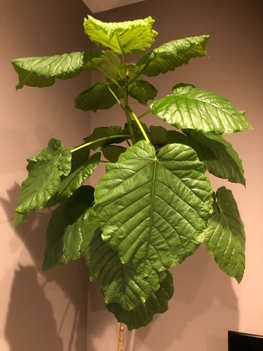 観葉植物　ウンベラータ　200cm