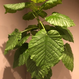 【ネット決済】観葉植物　ウンベラータ　200cm