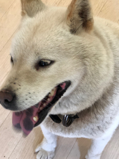 北海道犬 アイヌ犬 里親決定しました じゅじゅ 桔梗のその他の里親募集 ジモティー